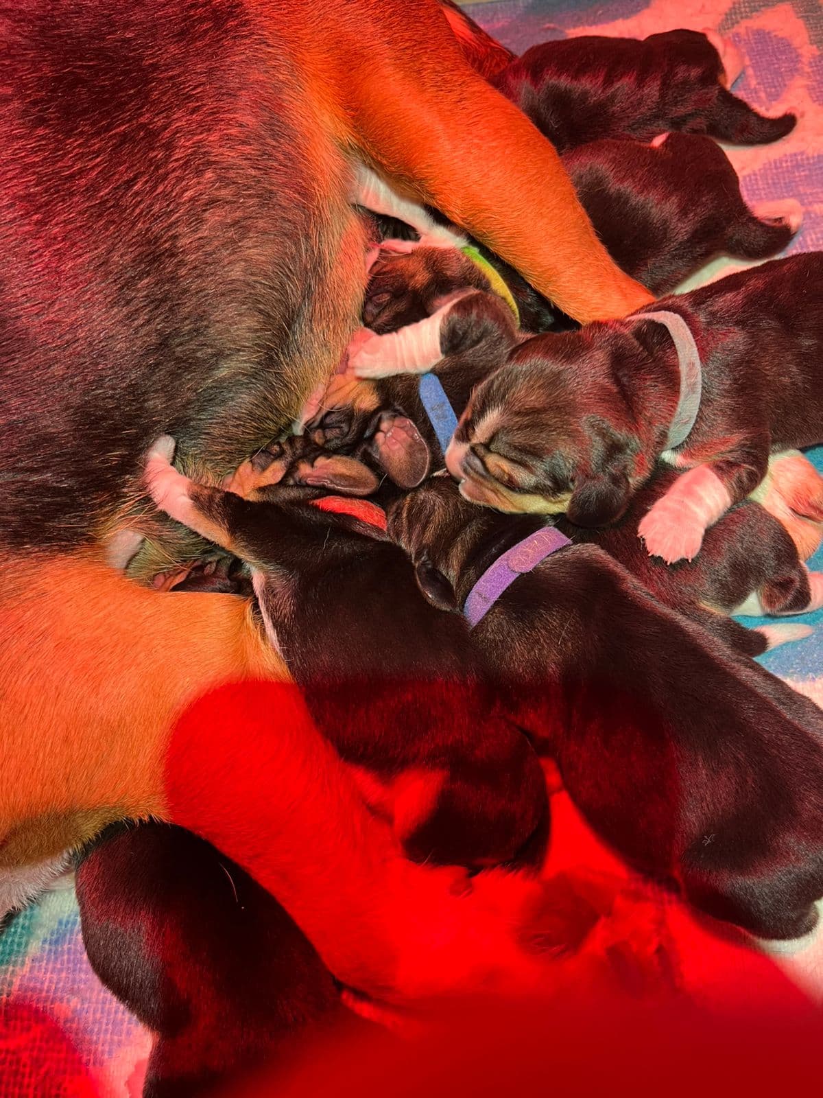 Beaglevalper født 19/4 Ledige tisper