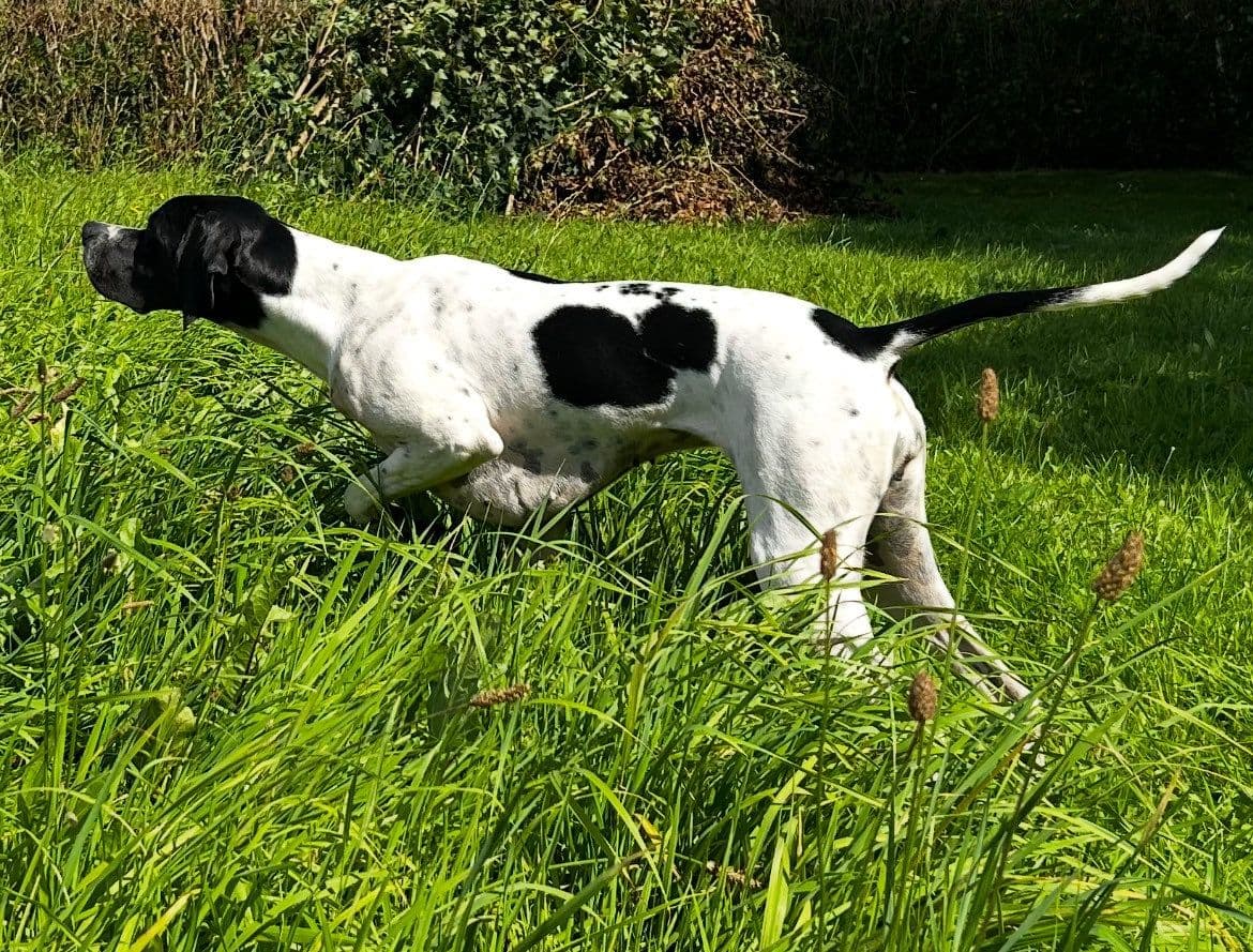 Pointer tispe vurderes solgt