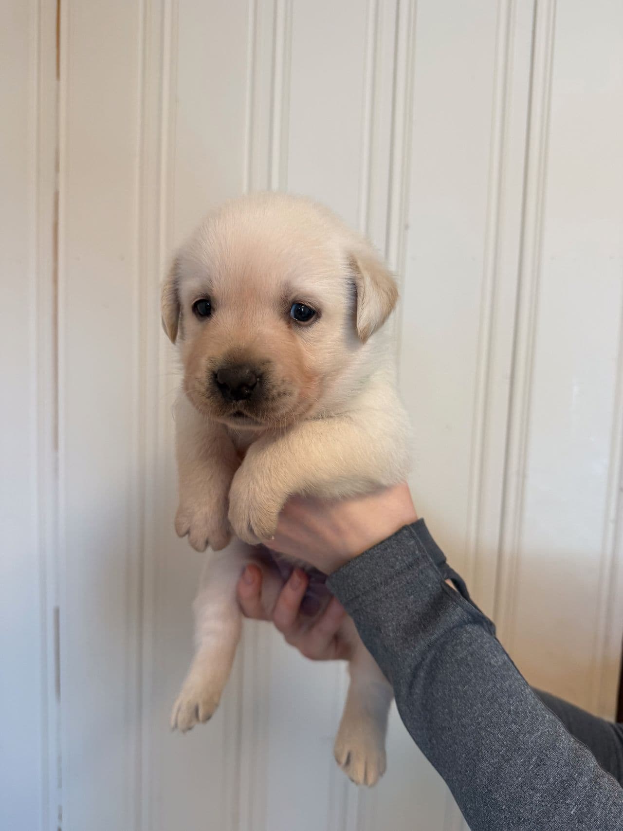 Renrasede Labradorvalper til salgs