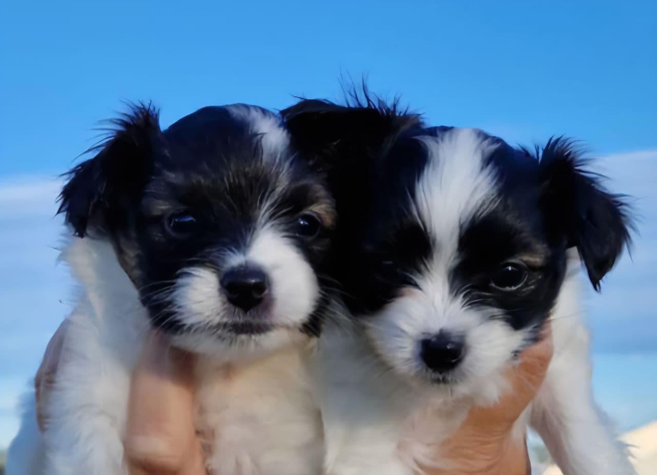 NKK reg Papillon