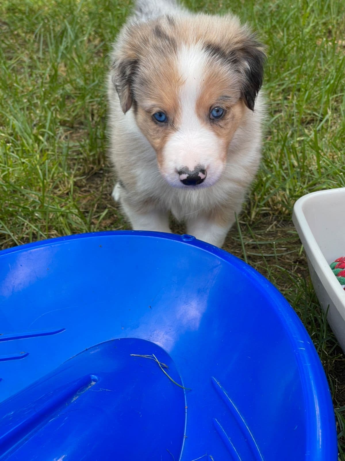 Border Collie Valper