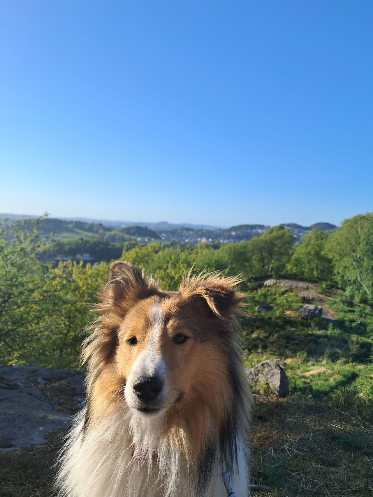 1 år gammel Shetland Sheepdog vurderes omplassert