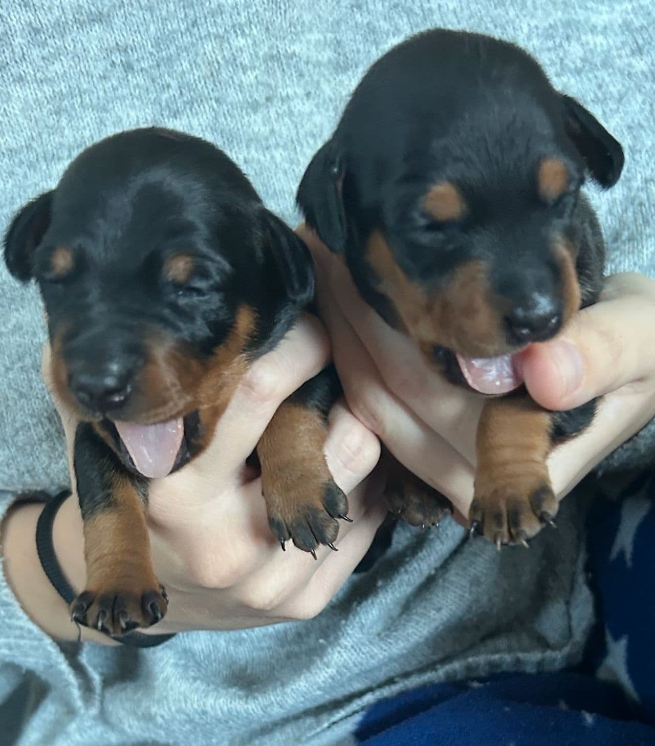 Dverg pinscher valper Tisper