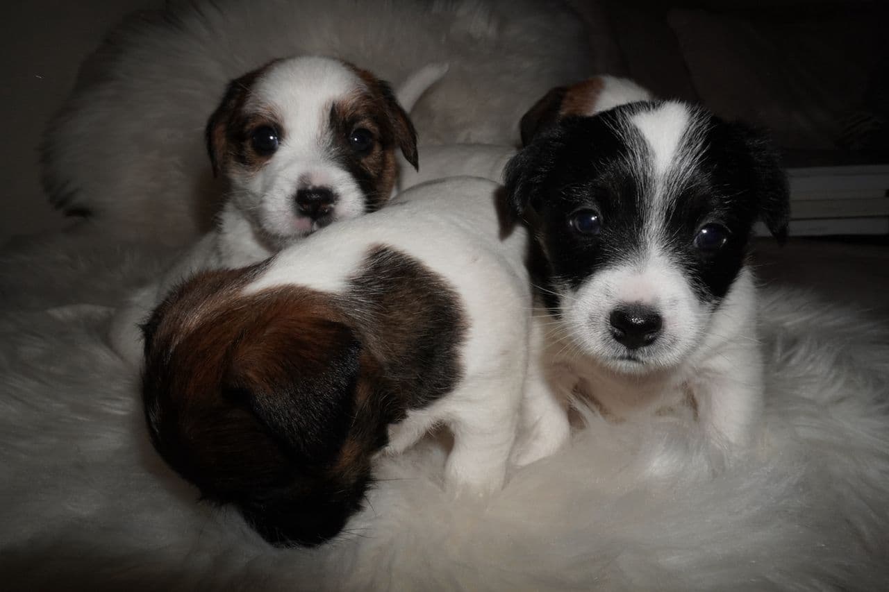 NKK registrerte Jack Russell valper