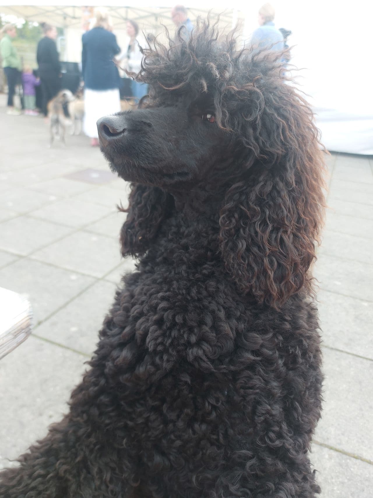 Svart mellompuddel hannhund 9 mnd