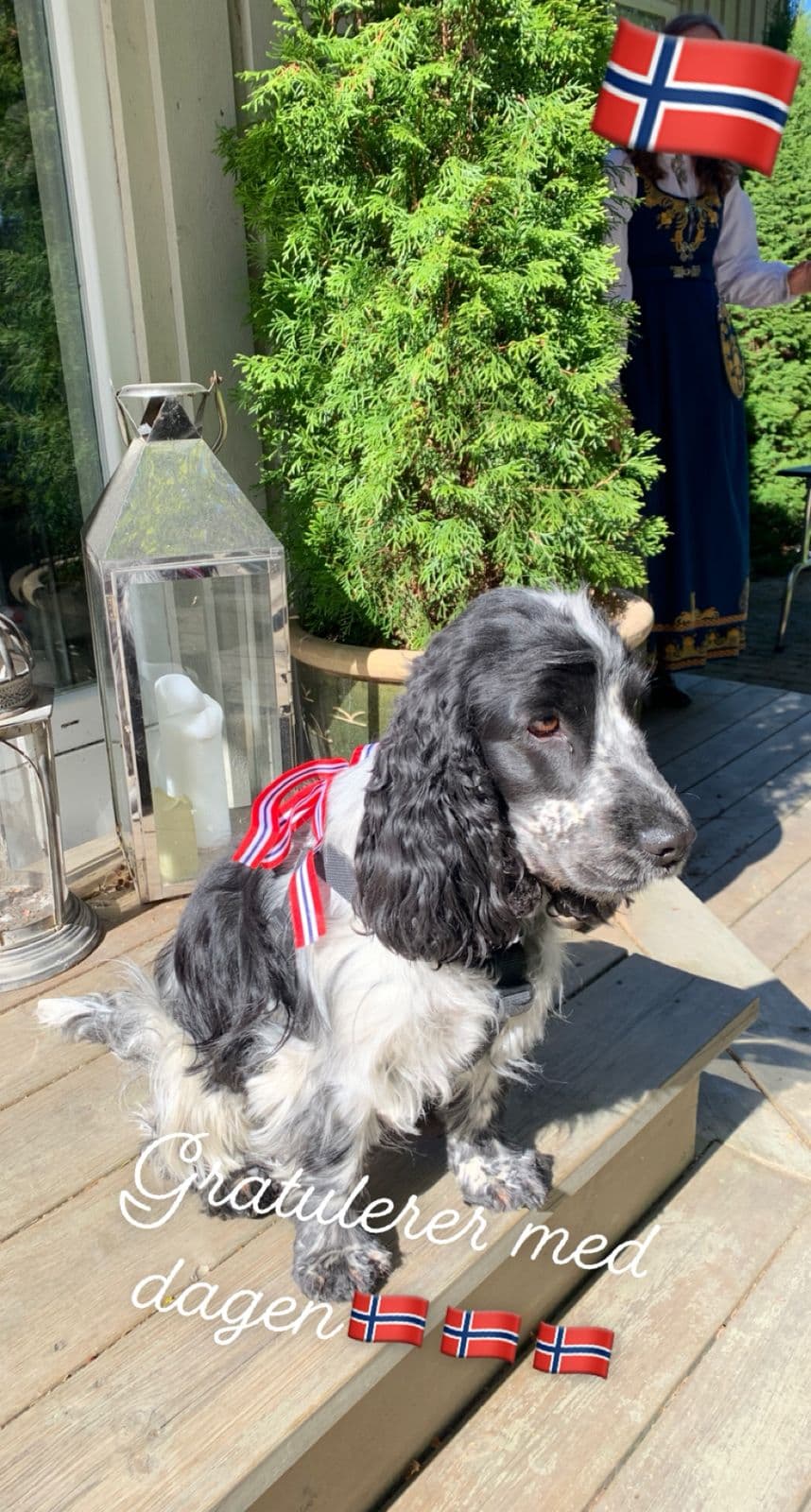 Cocker spaniel valper ventes 24 mai