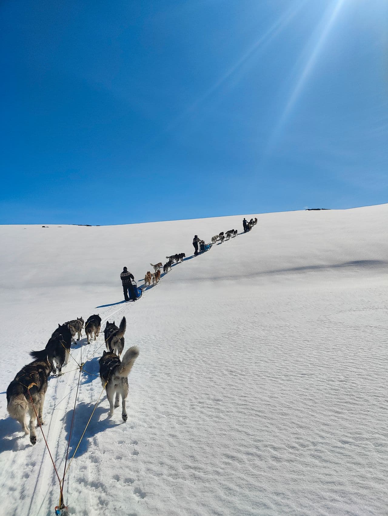 Alaskan Malamute valper