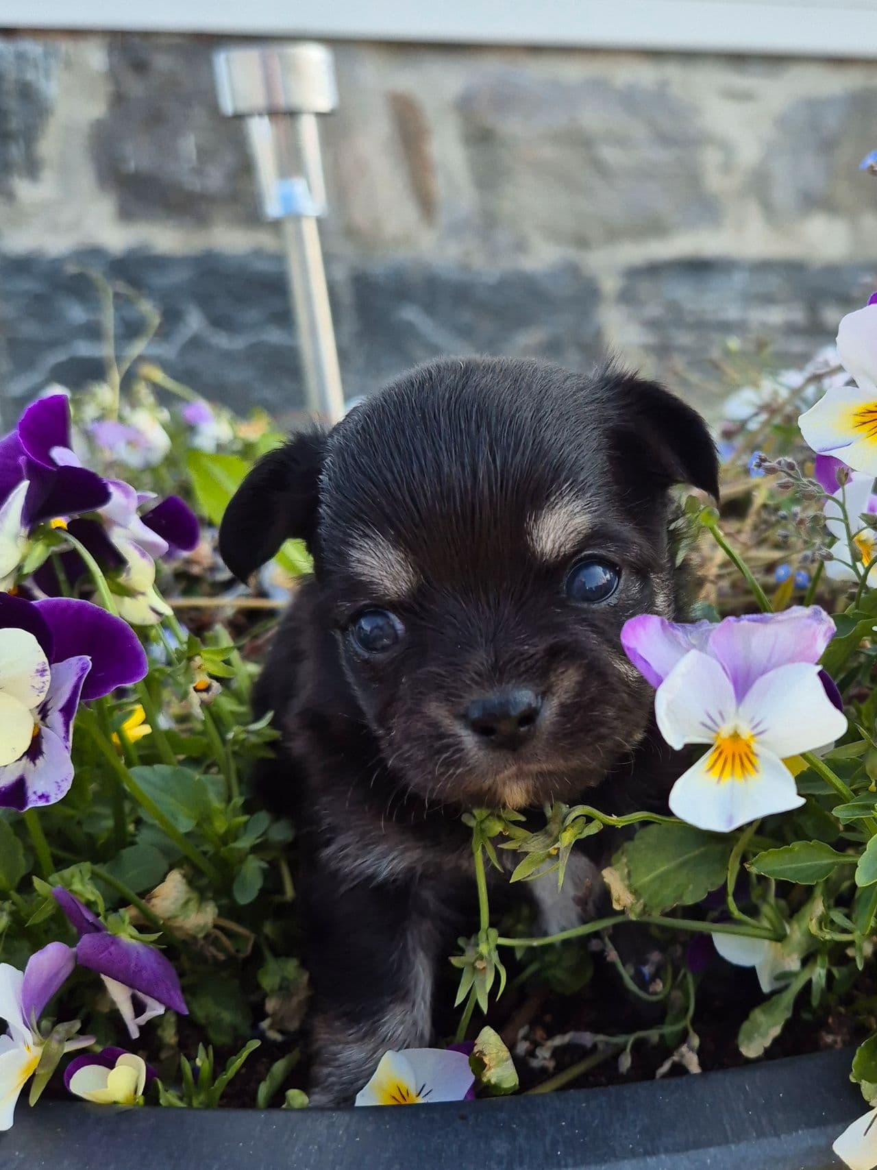 Chihuahua langhåret valp selges med Stamtavle