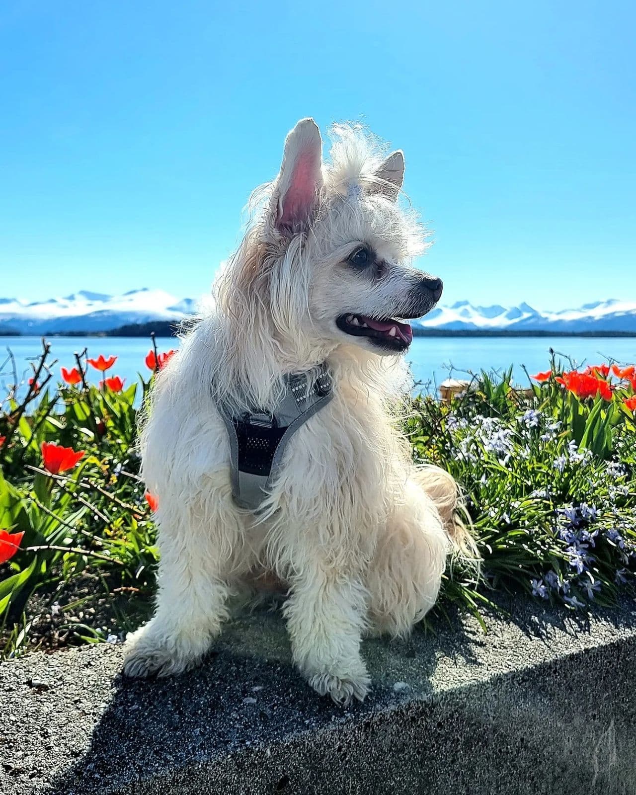 Chinese Crested Powder Puff
