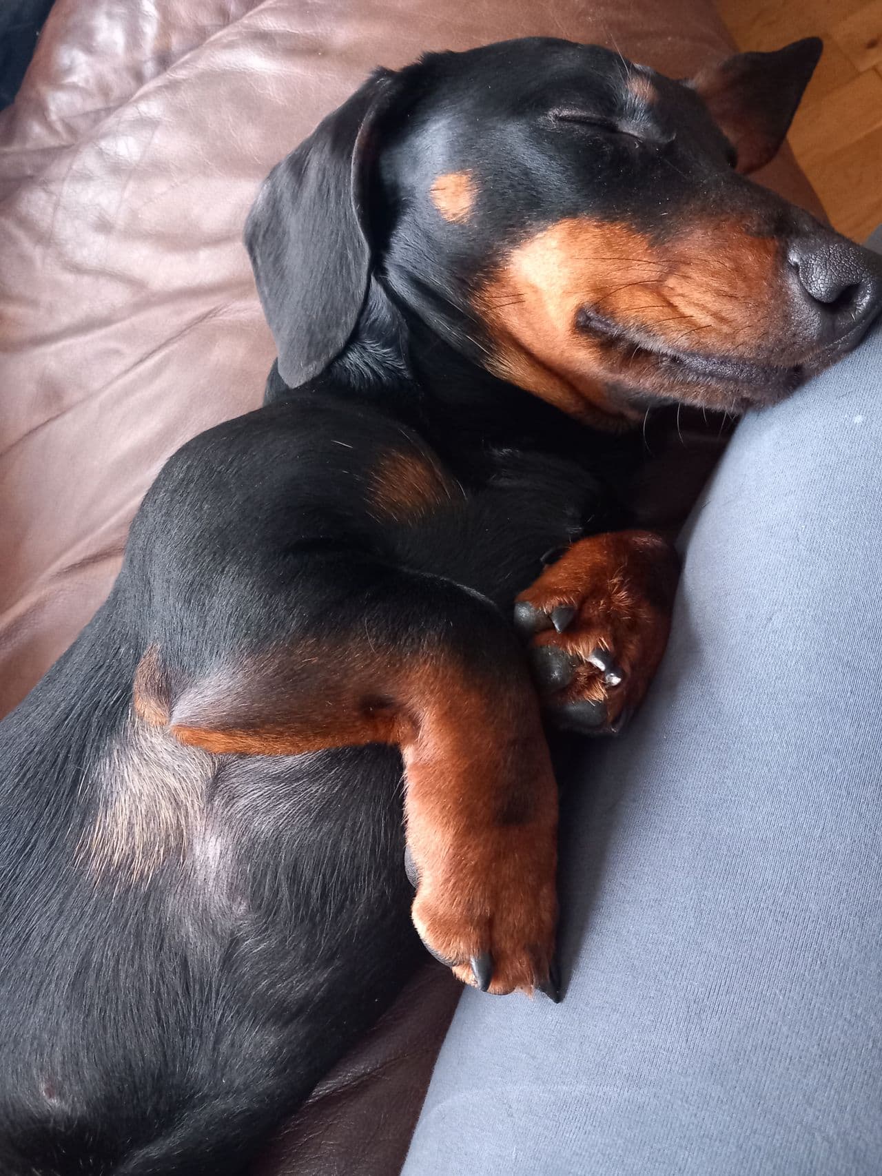 Ekstremt kjærlig hund søker nytt hjem