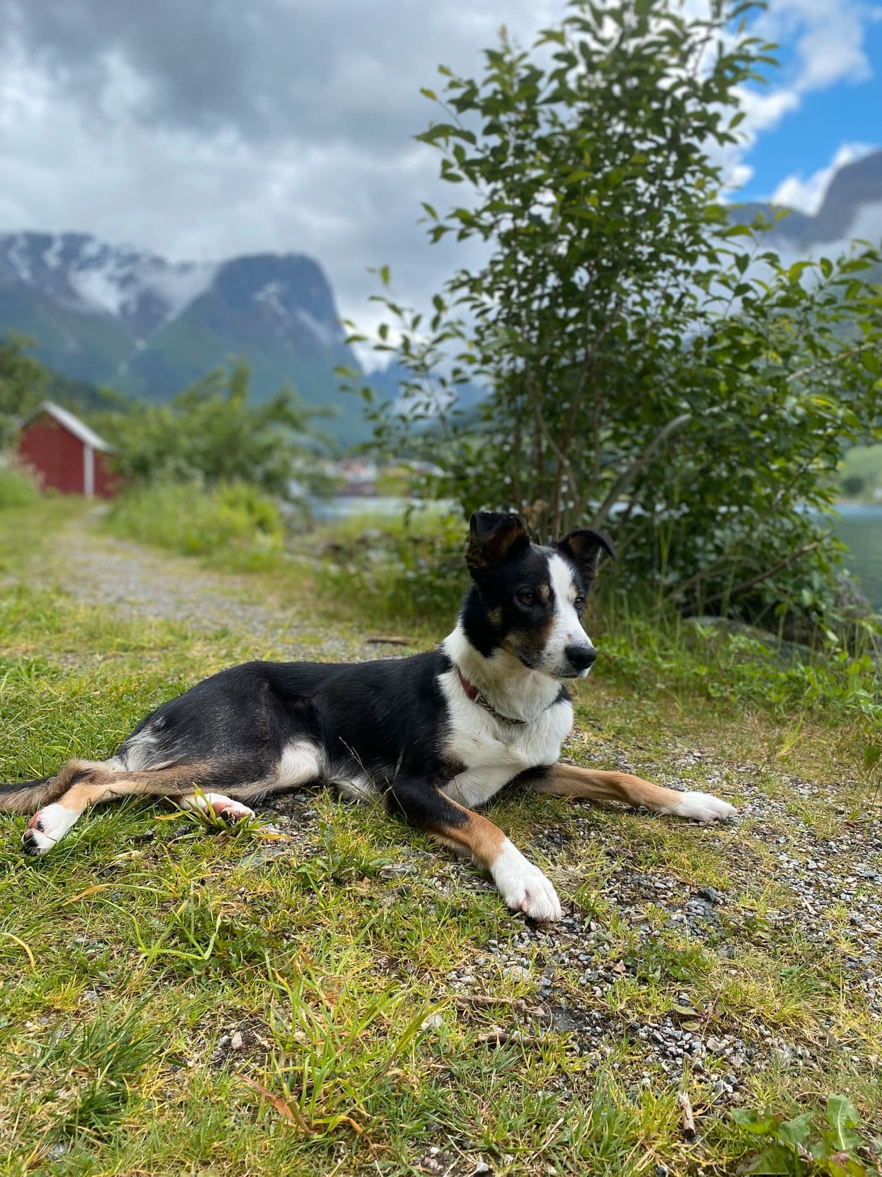 Border collie tispe