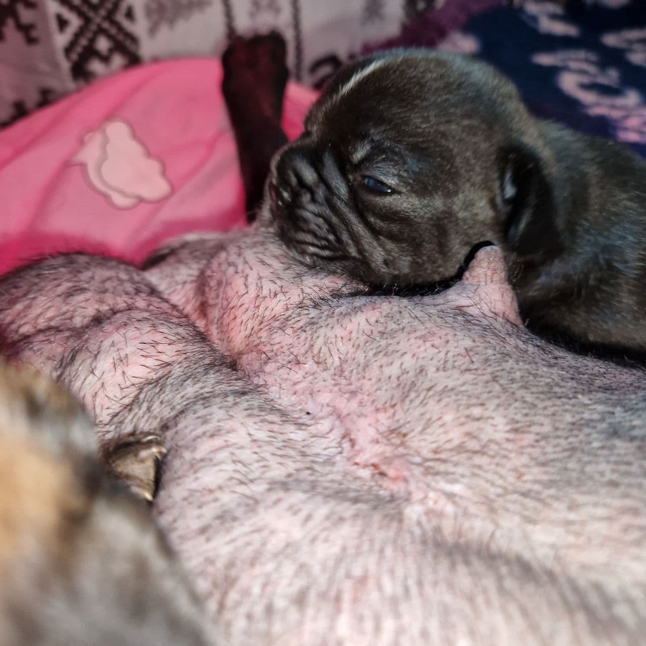 Fransk bulldog tispe valp
