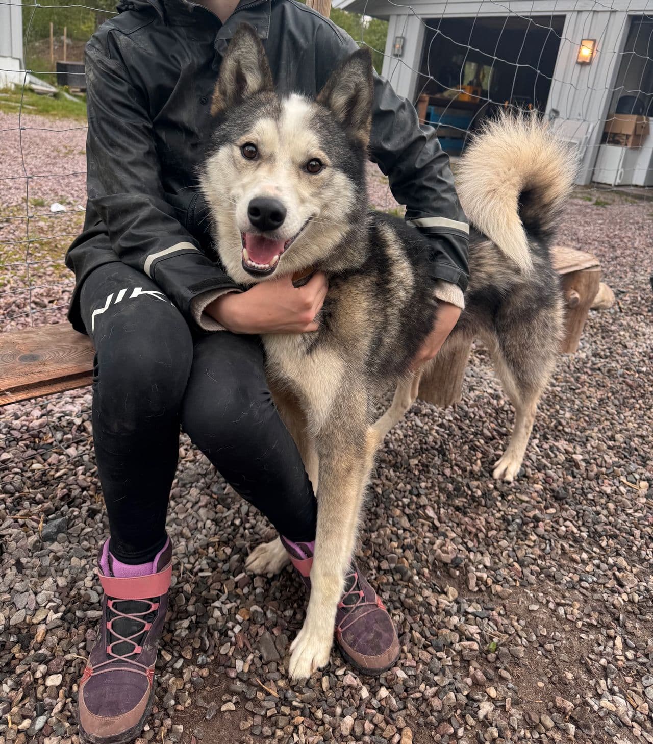 Siberian Husky omplasseres