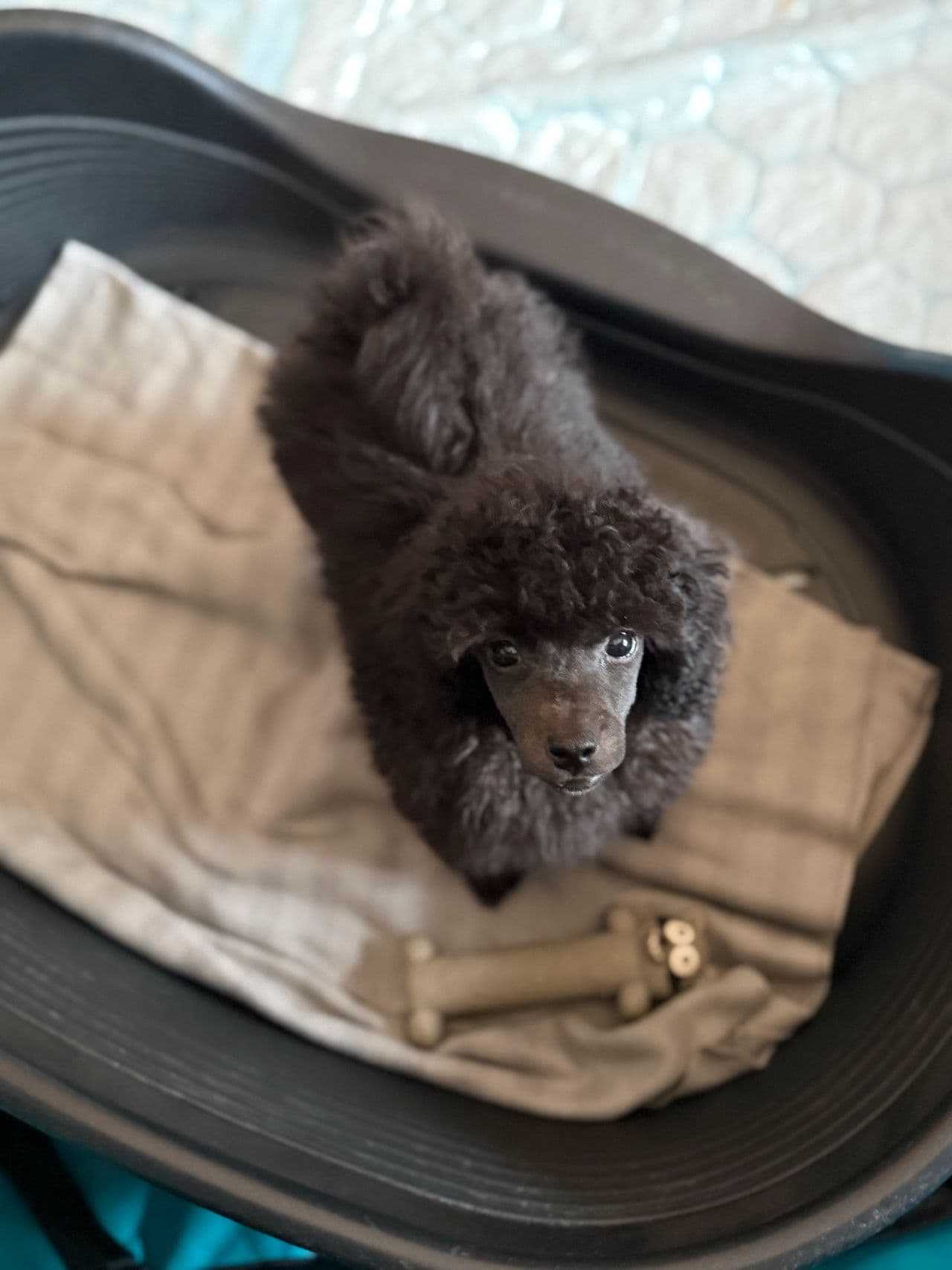 Leveringsklar Toy/dverg puddel gutt 🐩