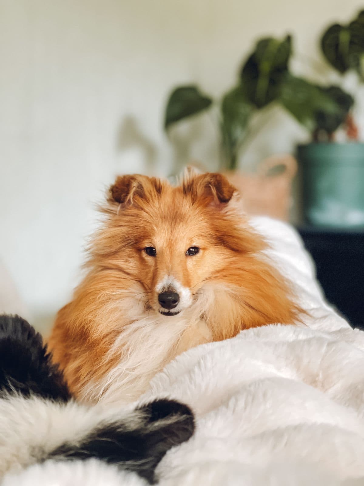 Deleie til Shetland Sheepdog tispe