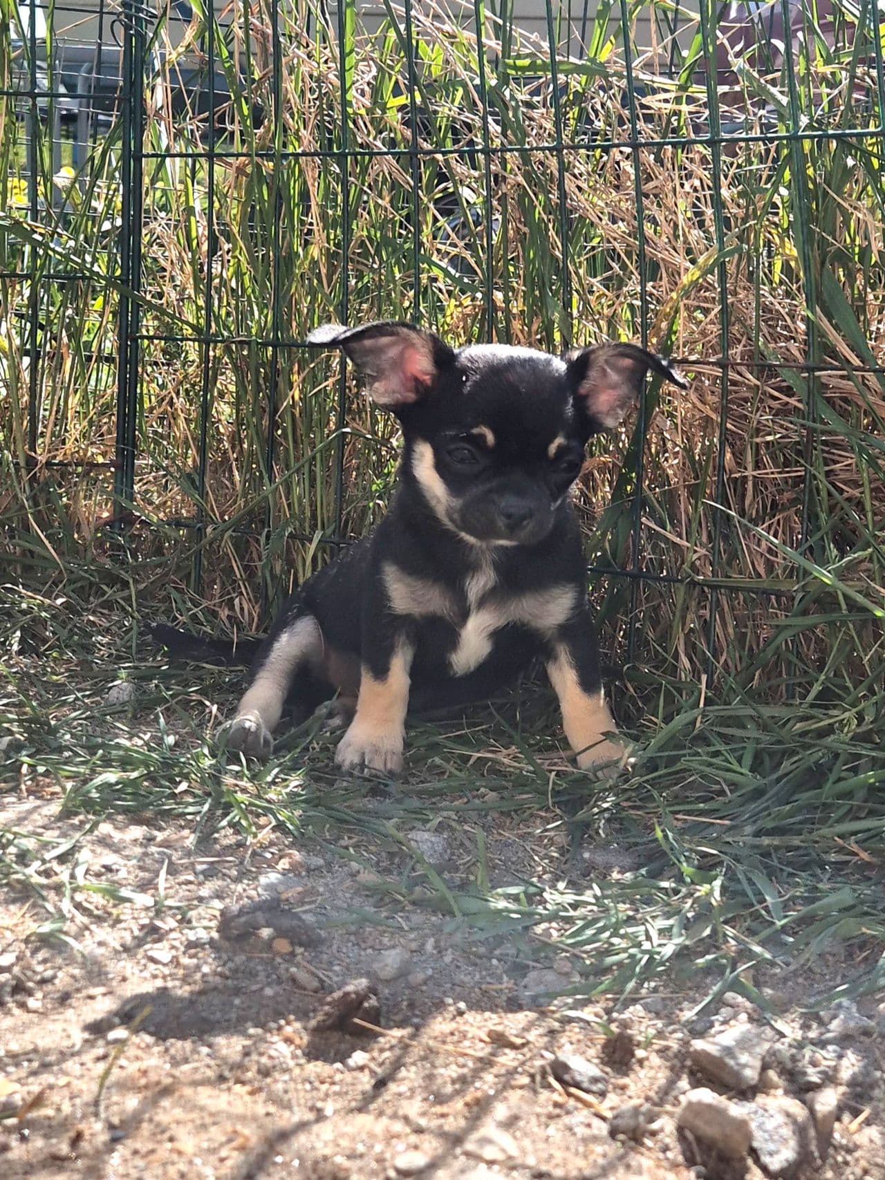 Chihuahua valp med Stamtavle