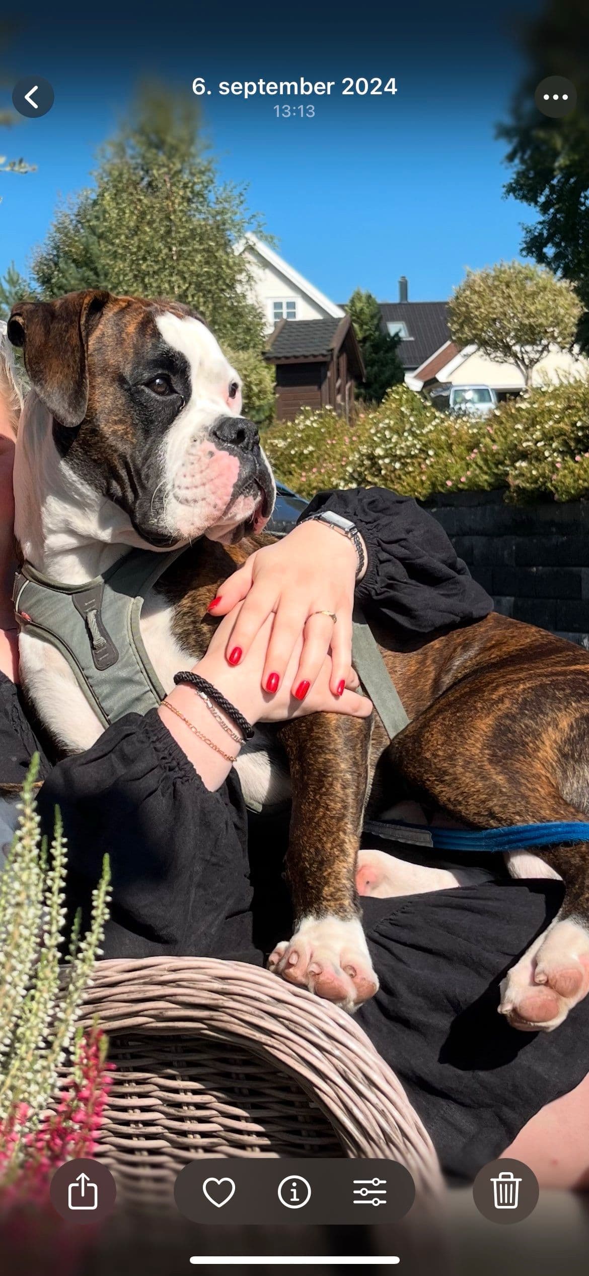 Boxer hann