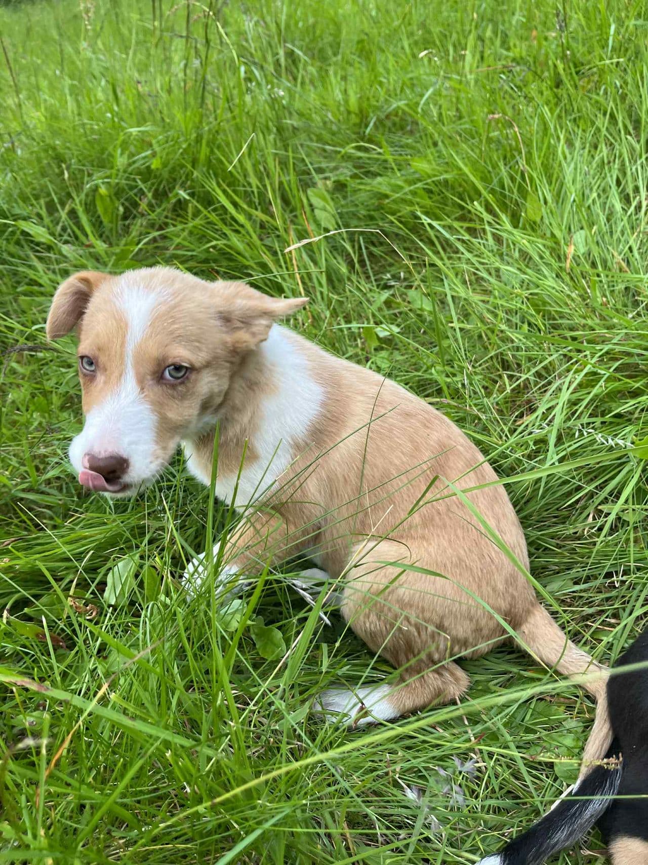 Border collie valper