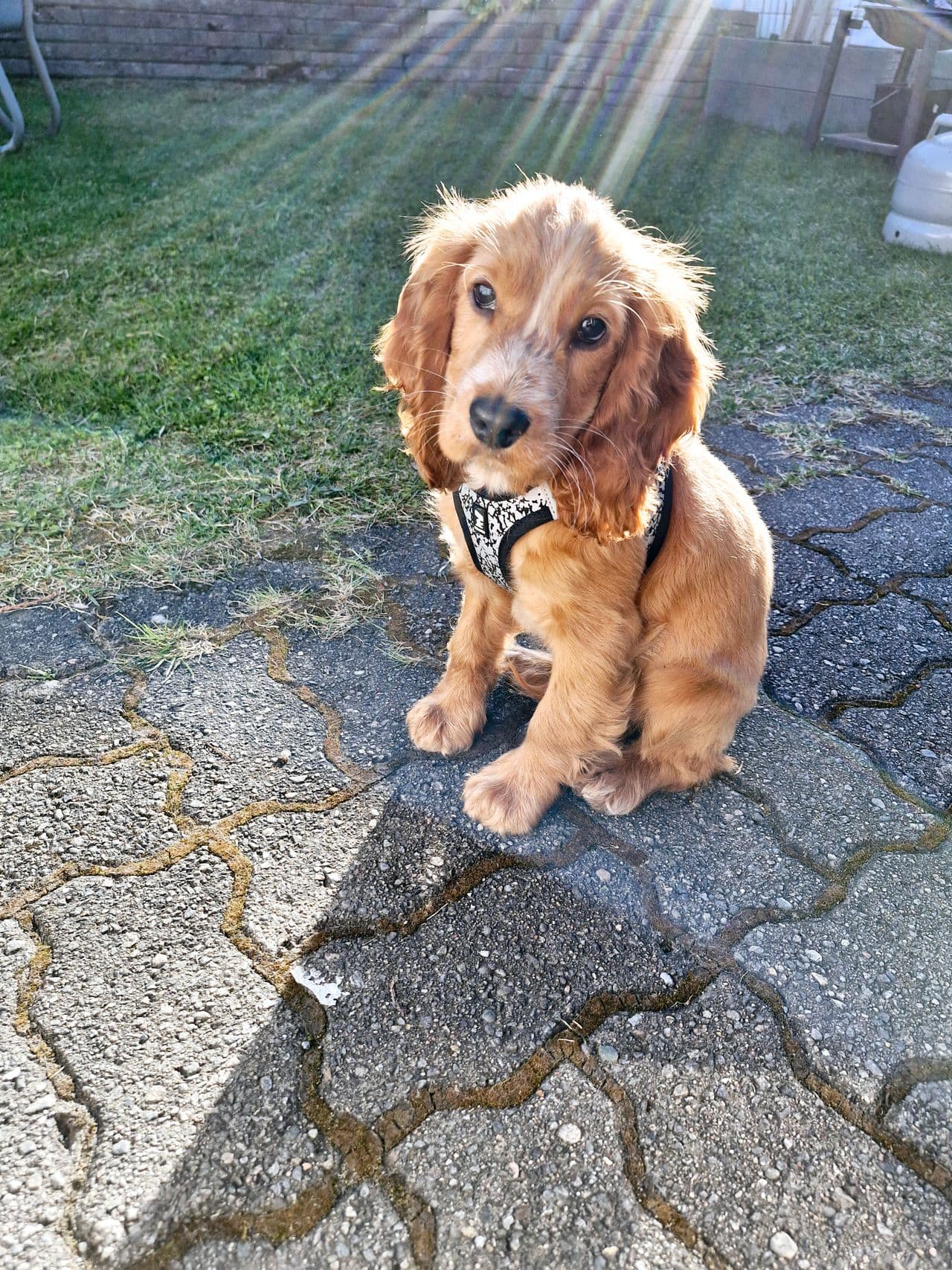 Engelsk cocker spaniel selges