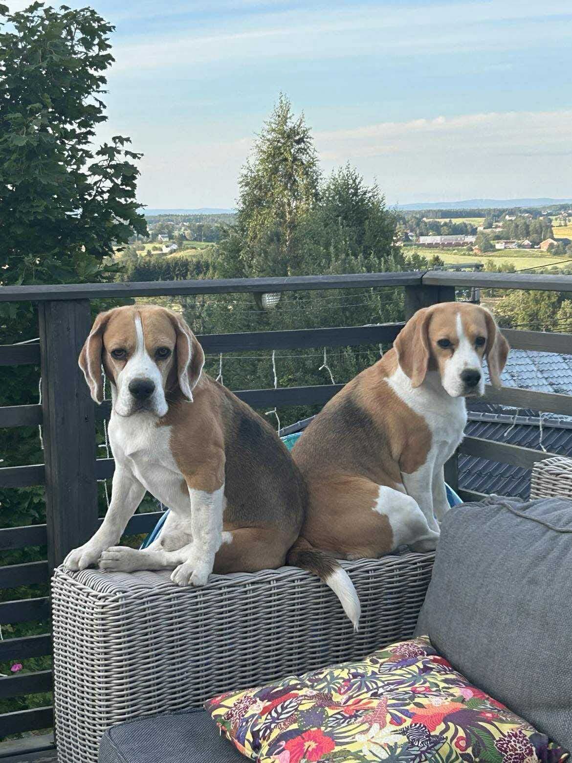 Beaglevalper ventes 1 oktober