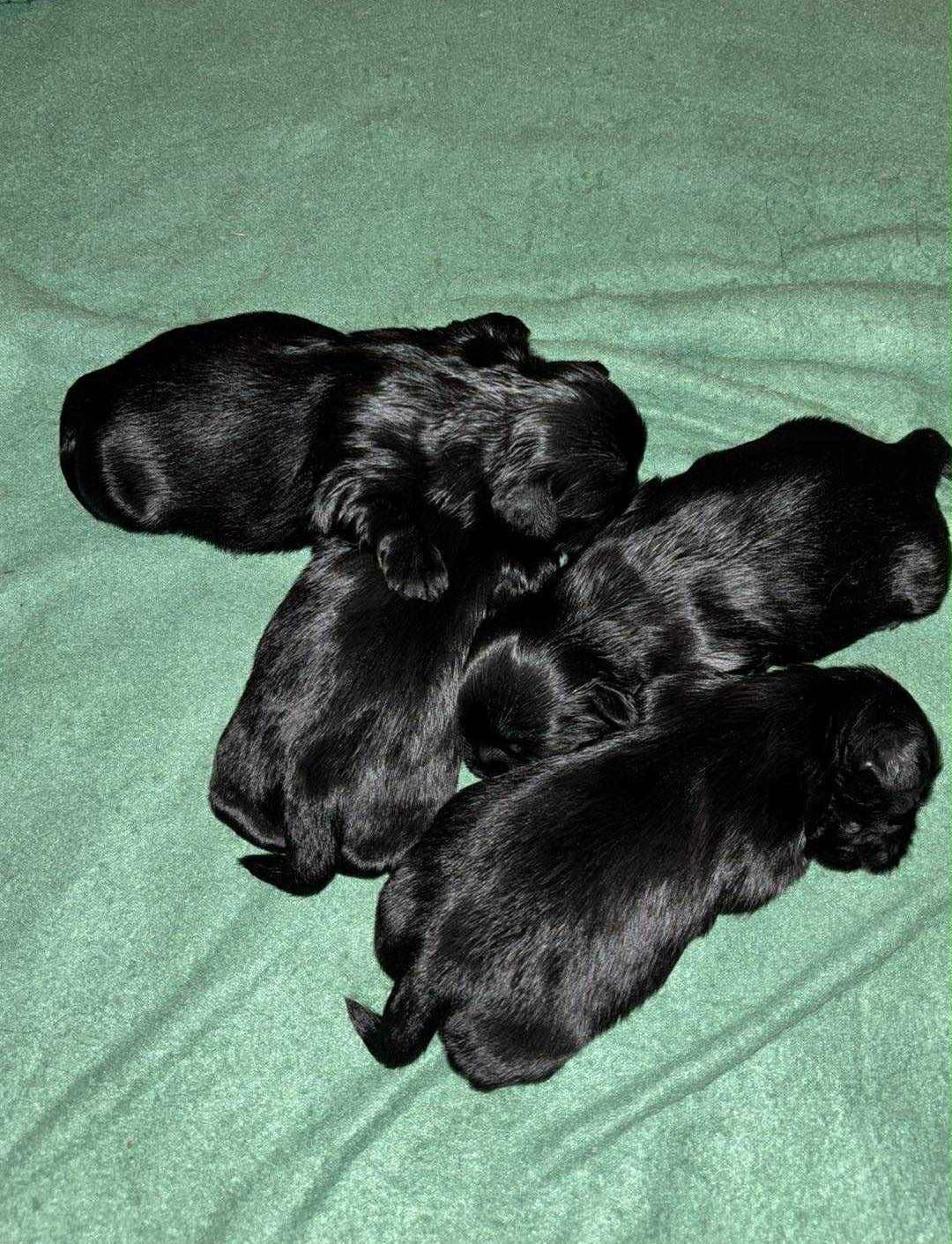 Shih Tzu valper
