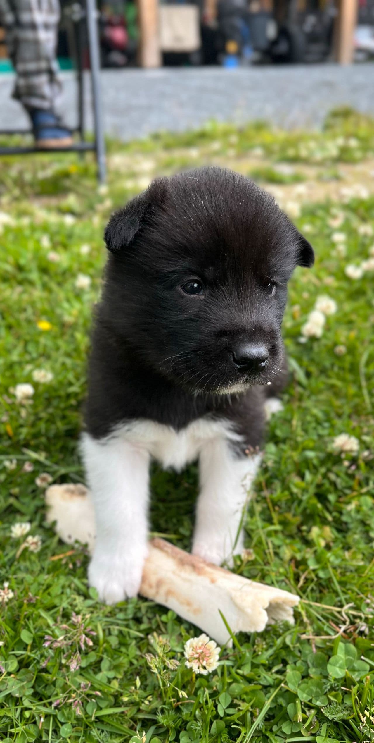 Grønlandshund valper