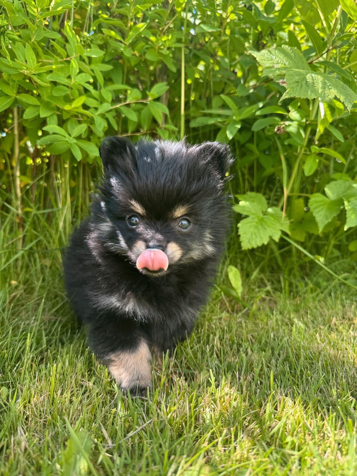 Leveringsklare pomeranian valper
