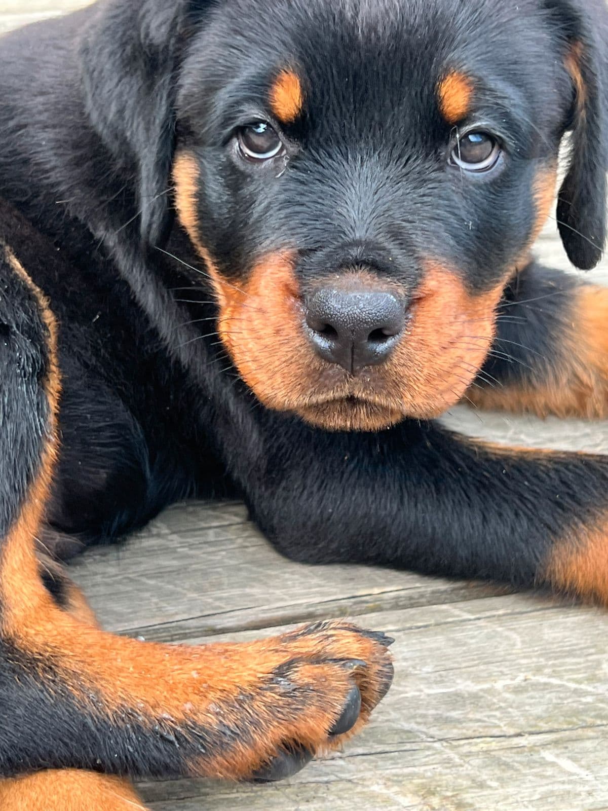 Leverings klar Rottweiler tispe