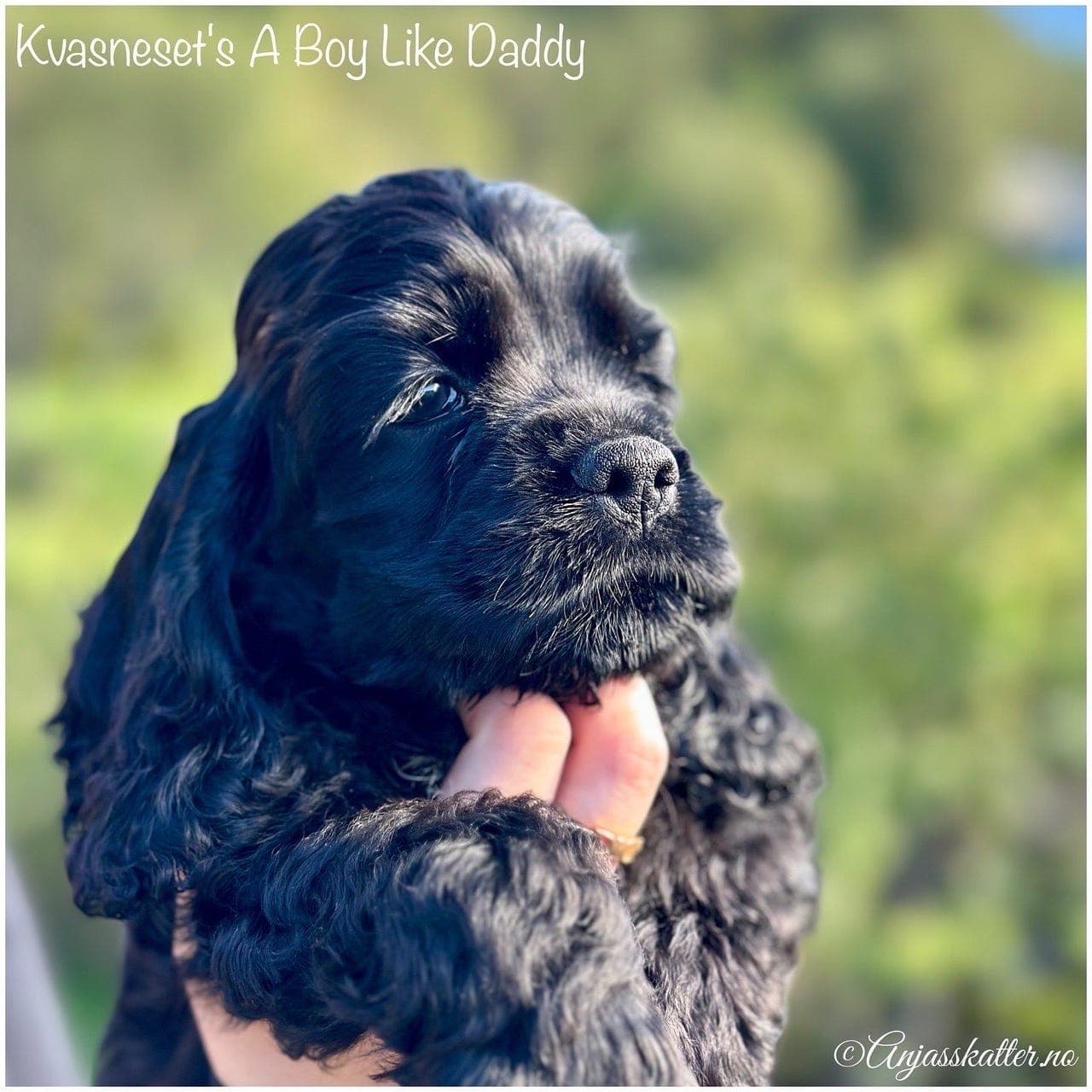 Amerikansk cocker spaniel valp!