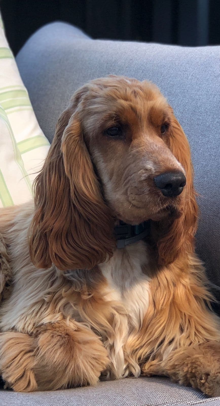 Engelsk Cocker Spaniel,  1 ledig sort valp, hann