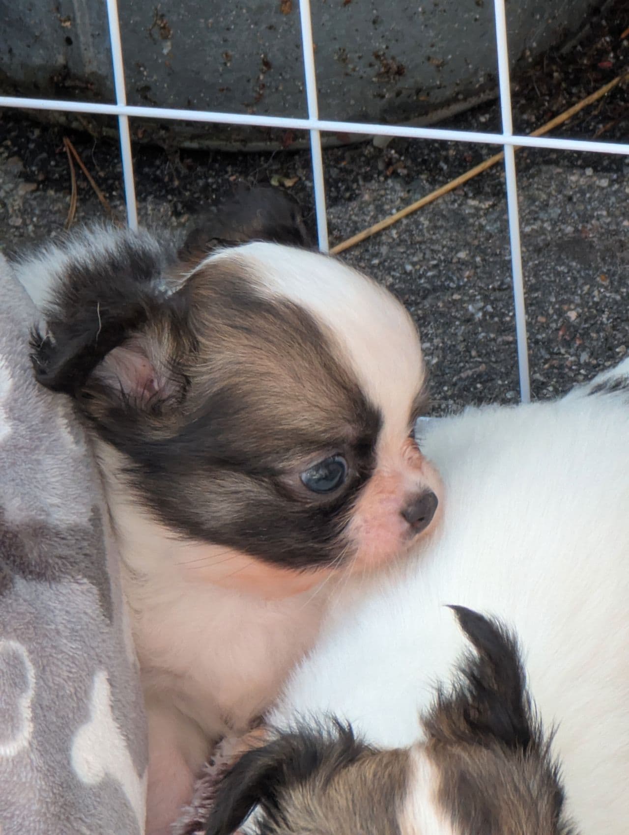 Chihuahua tispe