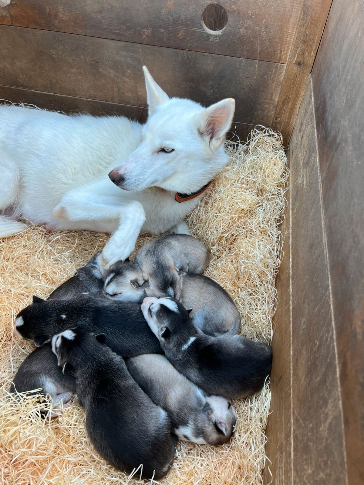 Siberian Husky valper selges