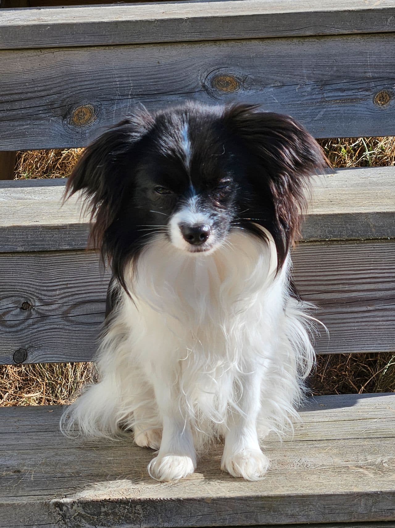 Phalene/Papillon