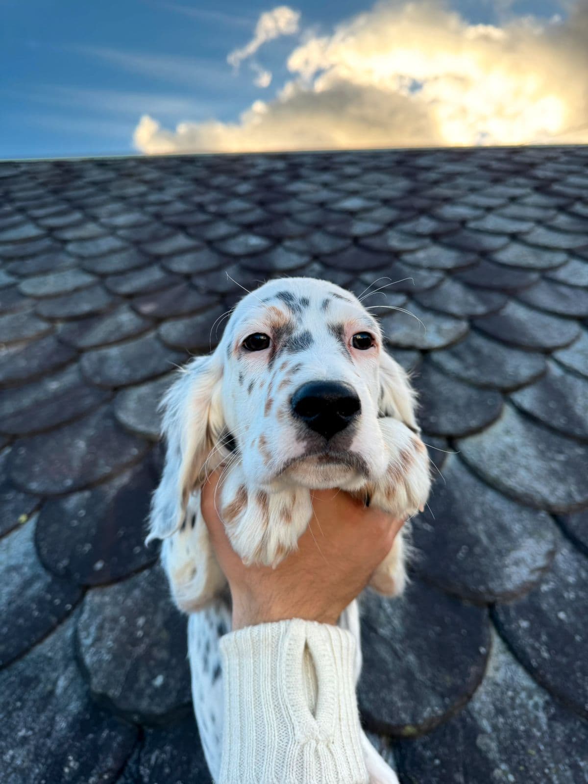 2 Leveringsklare Engelsk Setter Valper