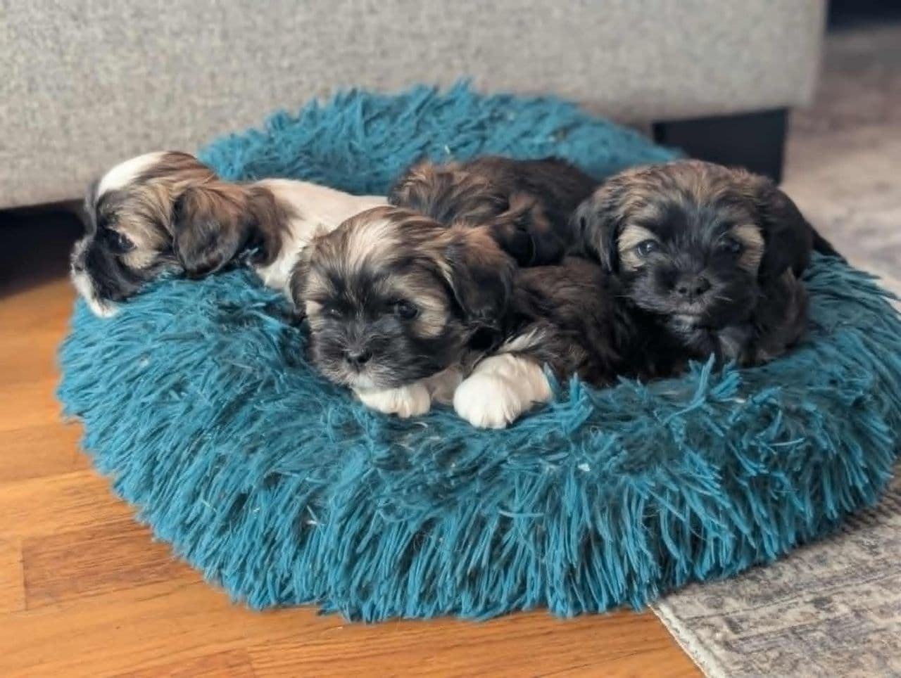 Renrasede Lhasa Apso valper