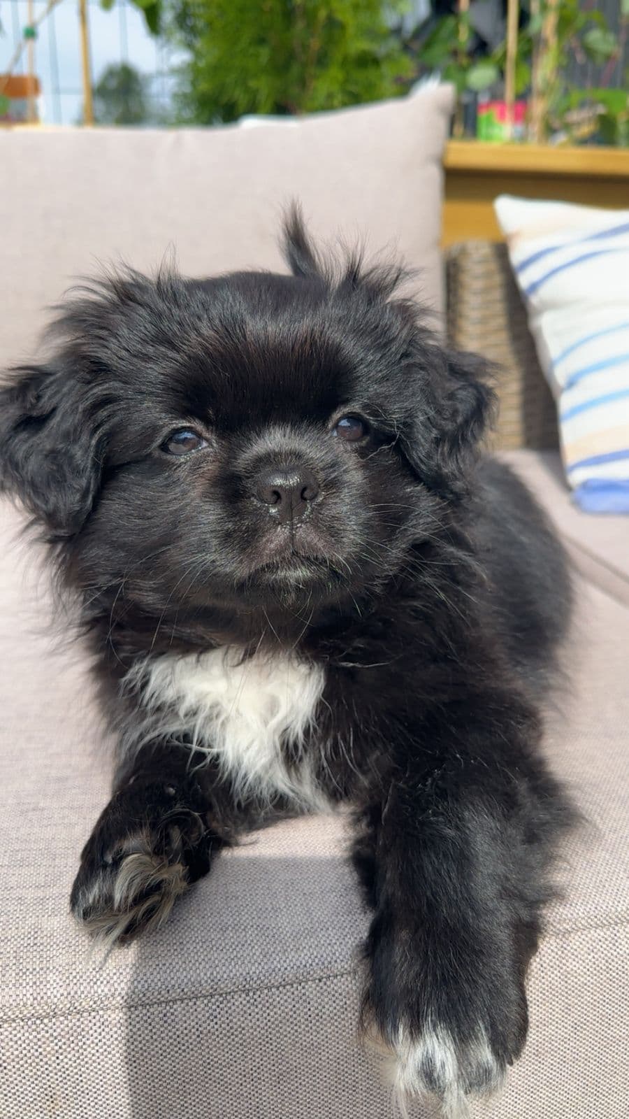 Tibetansk Spaniel valp 💙 søker hjem