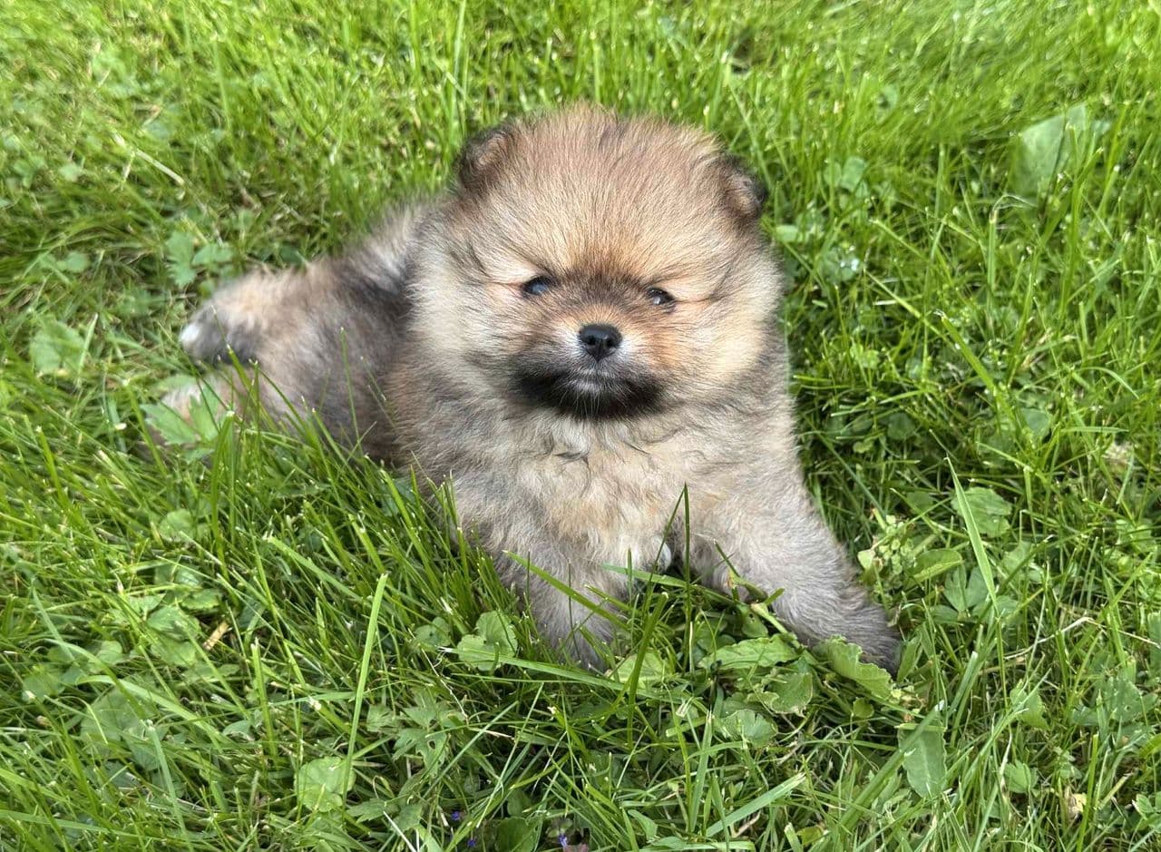 🐶 Skjønn Pomeranian- gutt 💎 – Leveringsklar e 4 aug – med NKK stamtavle 🏡