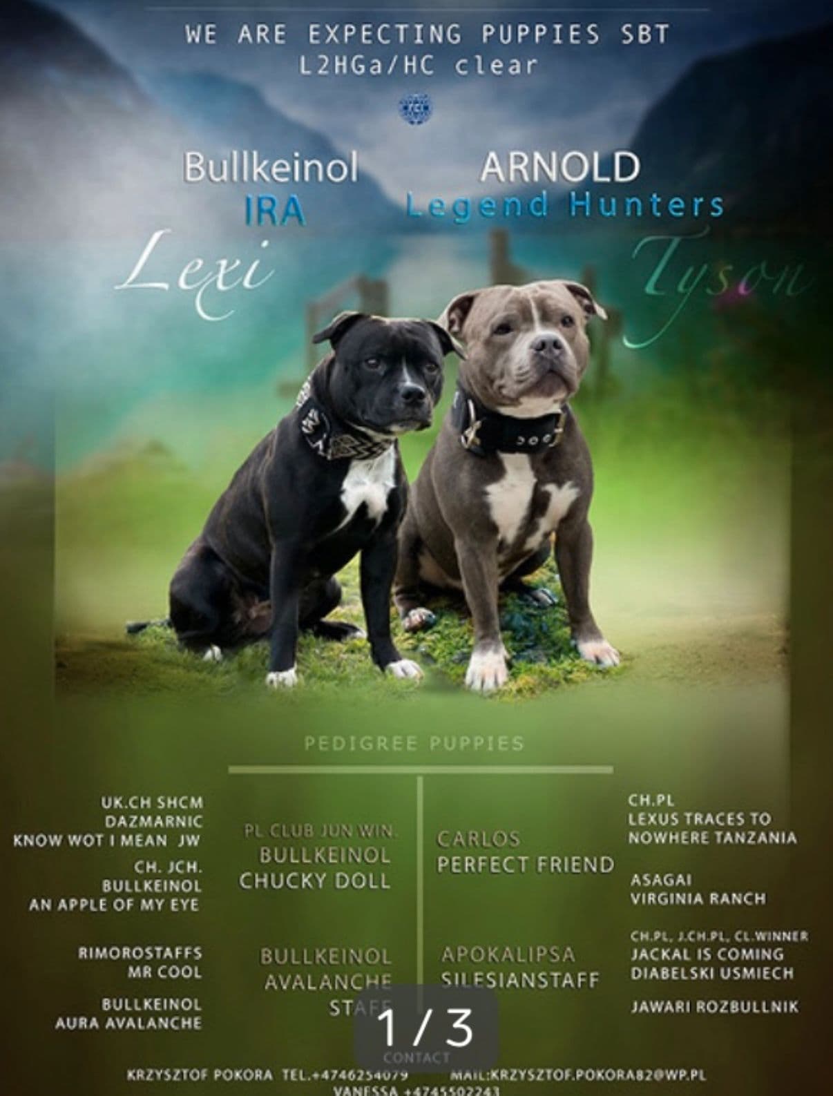 Staffordshire bull terrier valper