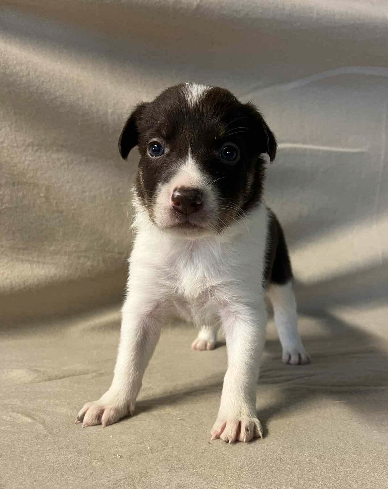 Brune border collie valper