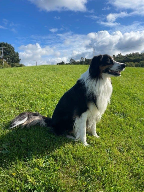 Fin og snill Australian Shepherd (Aussie) trenger avlastningshjem