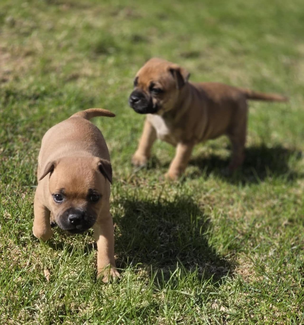 Staffordshire bull terrier valper