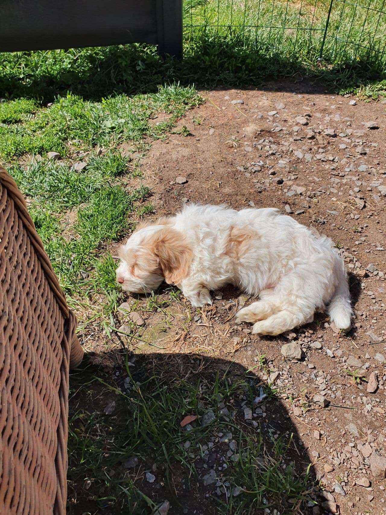 Bichon havanais gutt