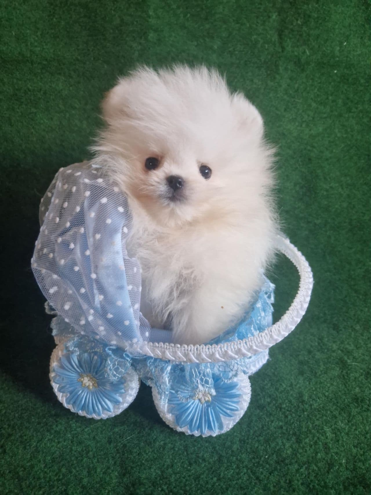 Nydelige hvite pomeranian valper