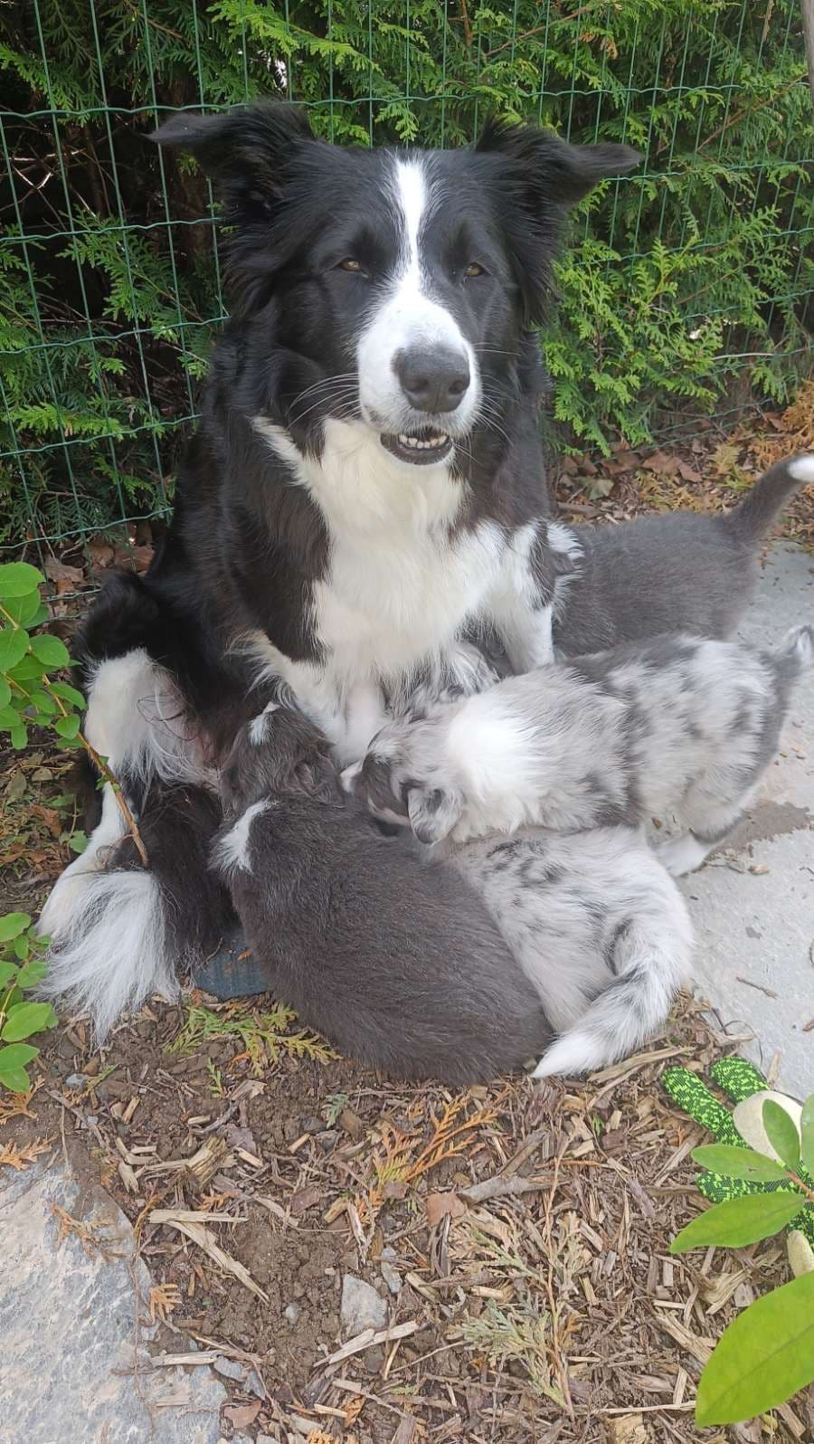 Border collie valper- Blue Merle