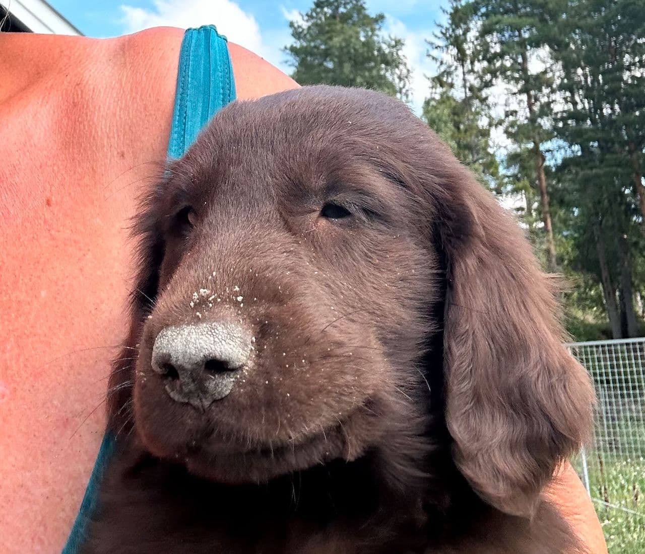 Flat coated retriever valp