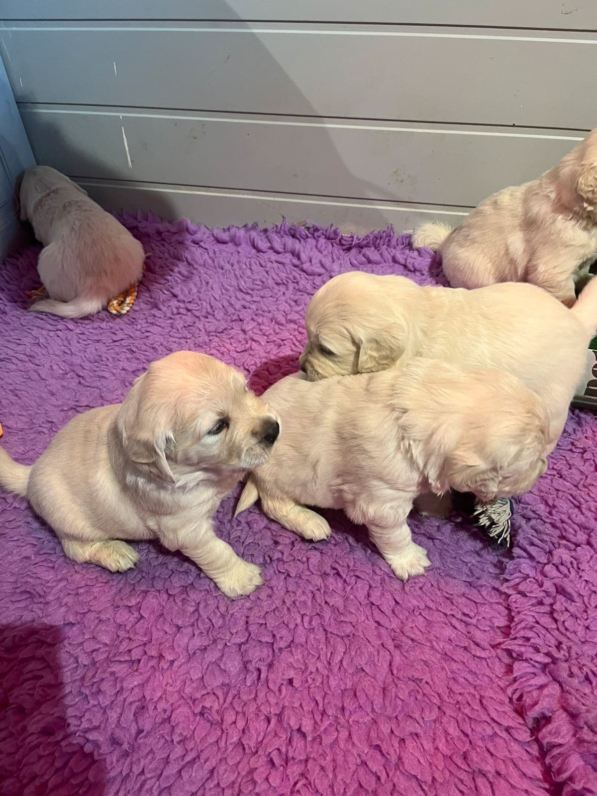 En ledig golden retriever hannvalp