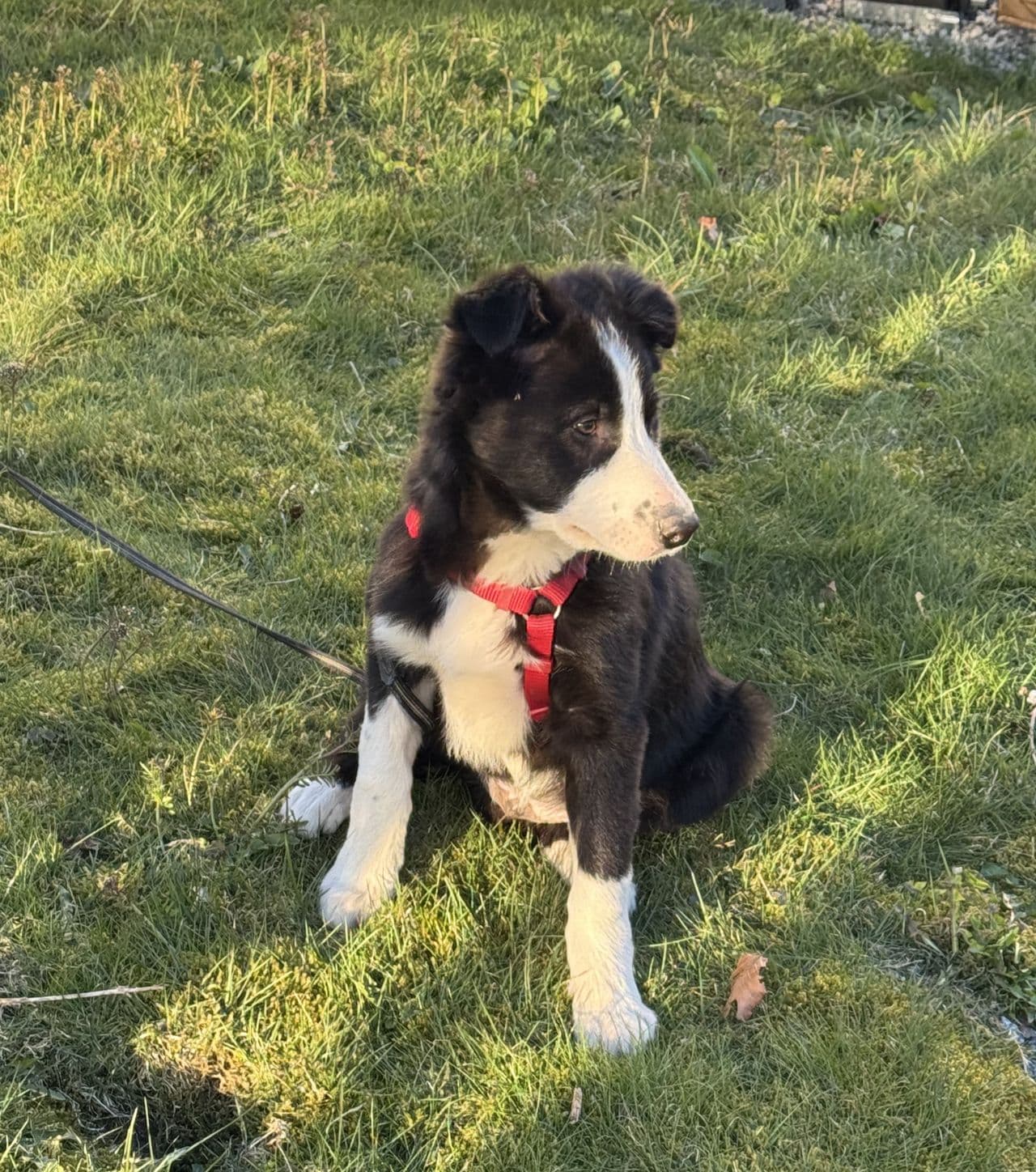 Border Collie