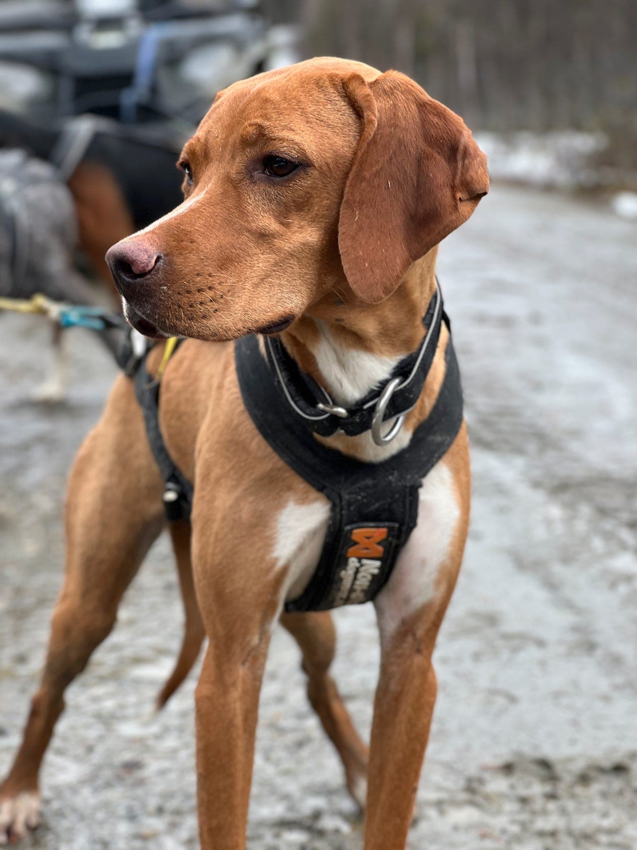 To flotte unge pointer tisper selges!