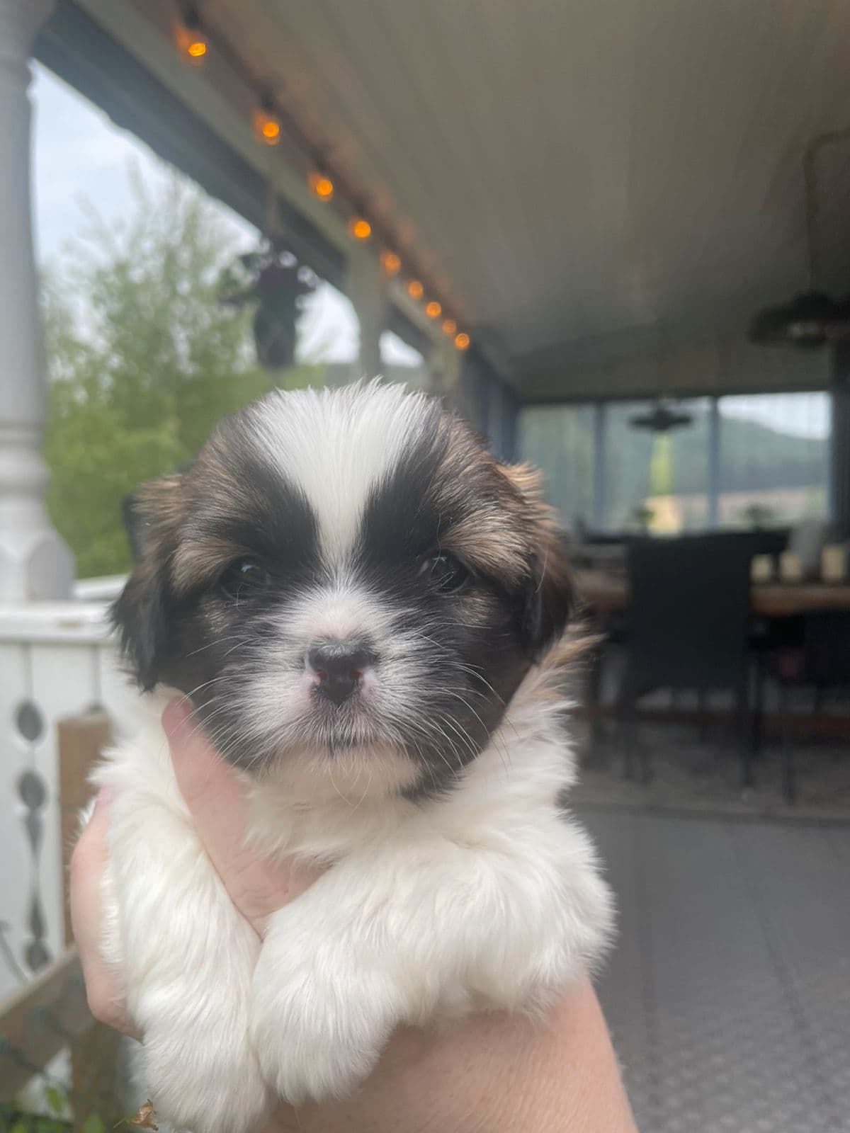 Tibetansk Spaniel valper