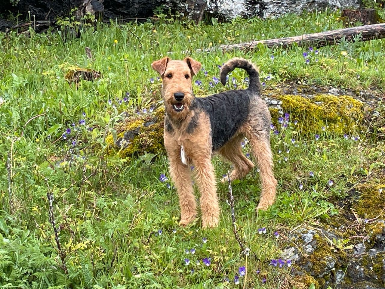 Ung Airedale Terrier tispe selges